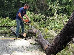 Best Utility Line Clearance  in Elsmere, DE