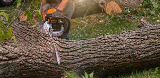 Trusted Elsmere, DE Tree Care Experts
