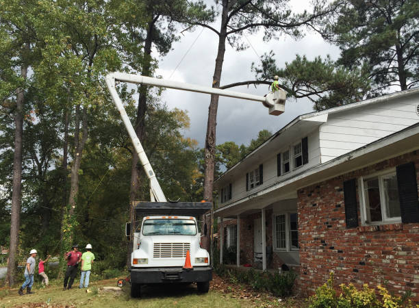 Best Fruit Tree Pruning  in Elsmere, DE