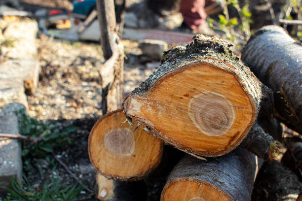 Best Storm Damage Tree Cleanup  in Elsmere, DE