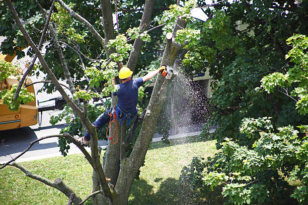 Best Emergency Tree Removal  in Elsmere, DE