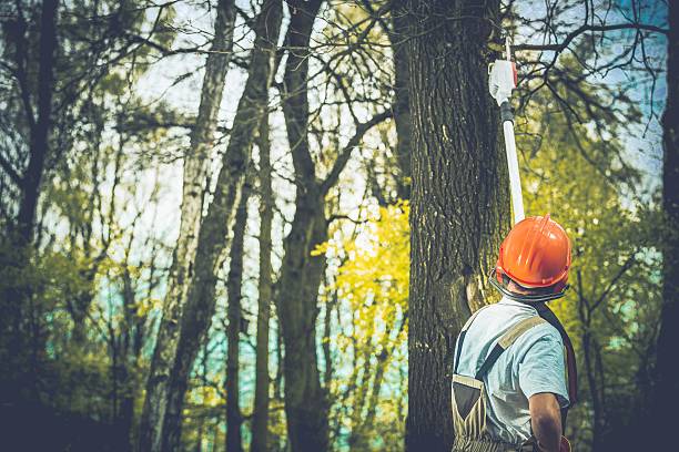 Best Tree Disease Treatment  in Elsmere, DE
