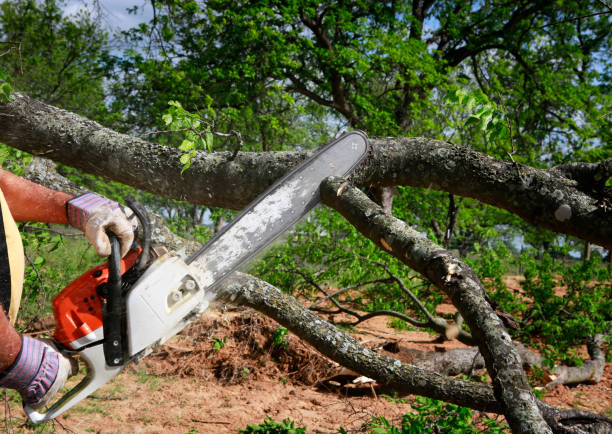 Best Pest Control for Lawns  in Elsmere, DE